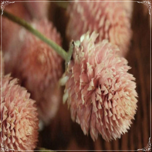 20 Seeds Gomphrena Globosa Salmon Medina Flower Seed, Globe Amaranth, Natural, Non GMO, Heirloom