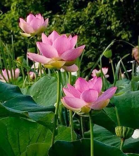 5 Seeds Large Royal Lotus, Thai Water Lily, Pink Nelumbo Lotus, Natural, Non GMO