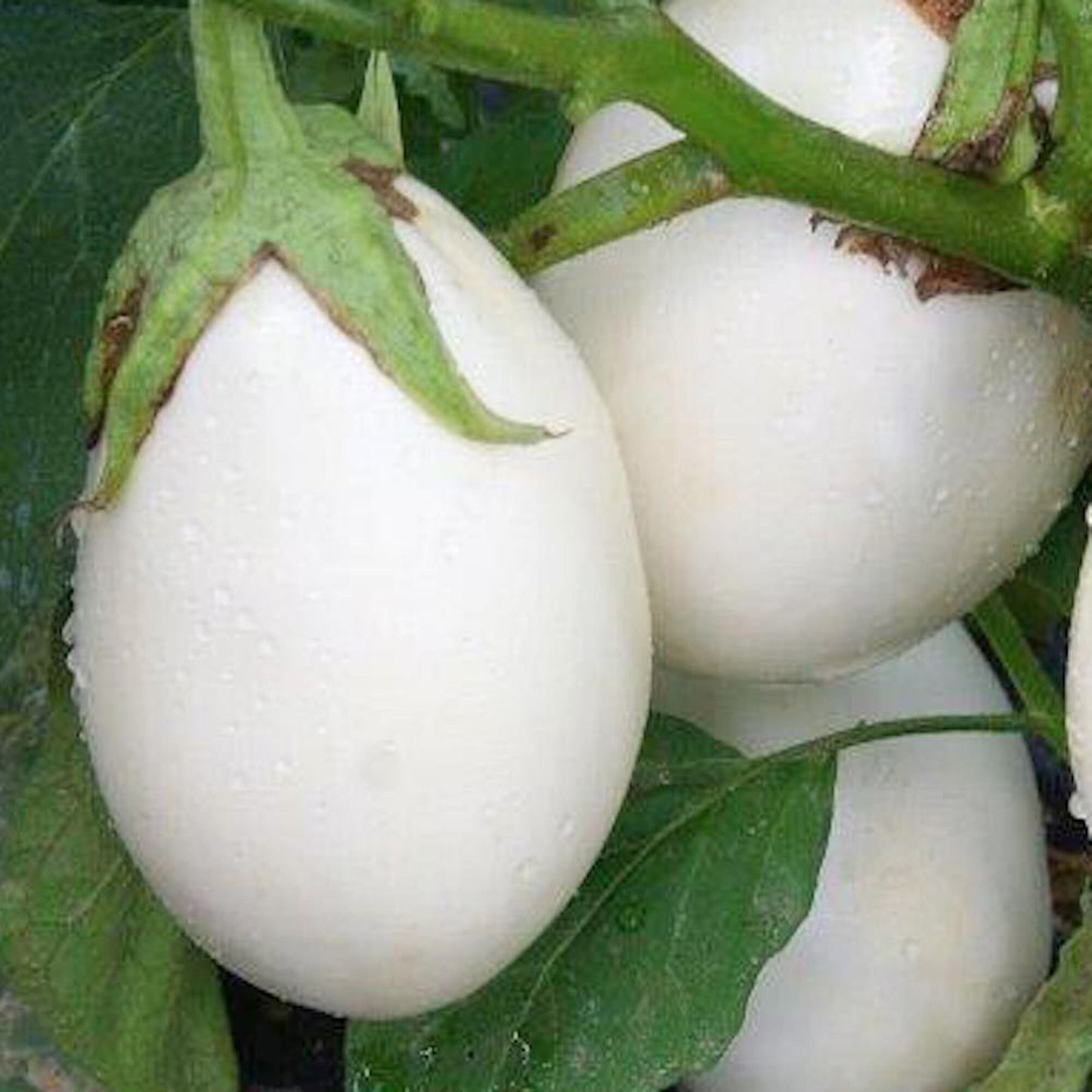 50 Seeds White Eggplant Seeds, Thai Round Eggplant Natural, Non GMO, Heirloom