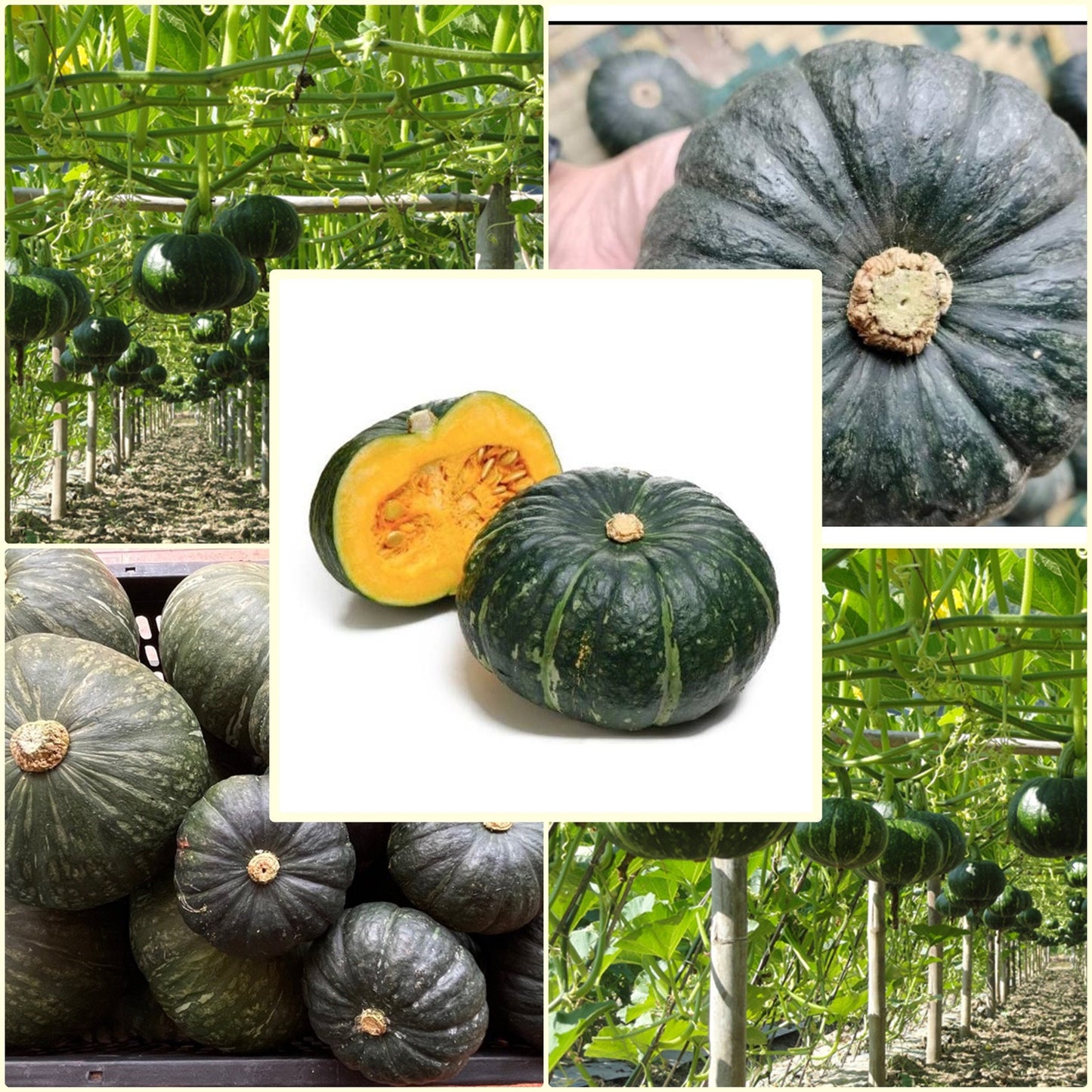 5 Seeds Japanese Pumpkin, Kabocha Squash, Thai Vegetables, Green Japanese Squash, Non GMO