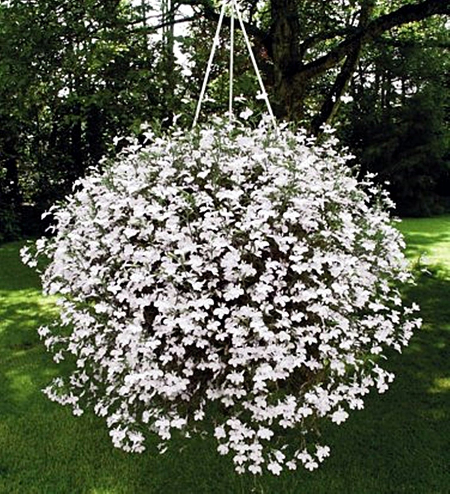 100 Seeds Hanging White Lobelia Pendula, Hang-downing Cascade Flower