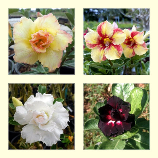 5 Seeds Adenium Obesum, Mixed Colors, Desert Rose, Thai Adenium, Natural