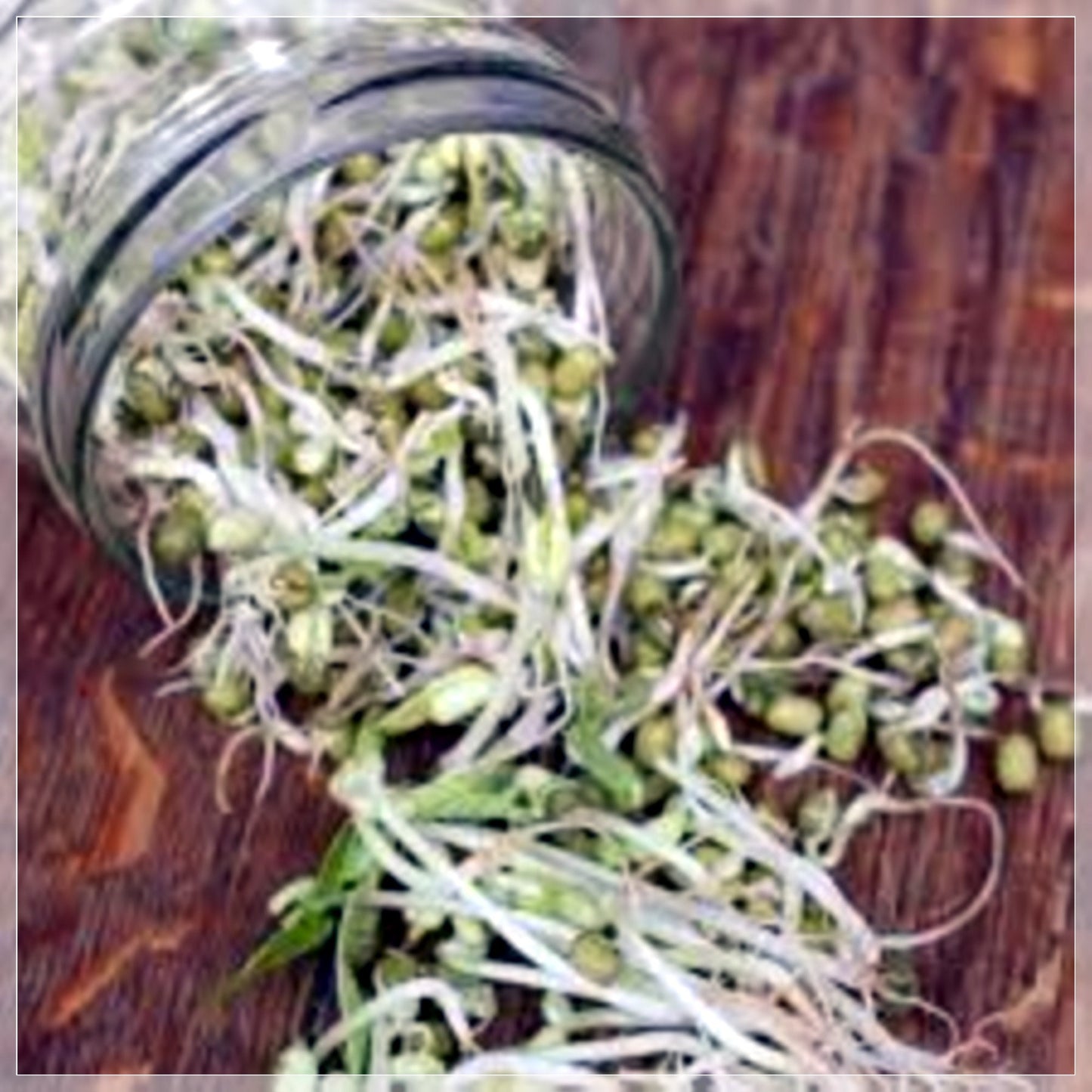 50 Seeds Mung Beans, Moong Dal, Green Gram, Balatong, Natural, Non GMO