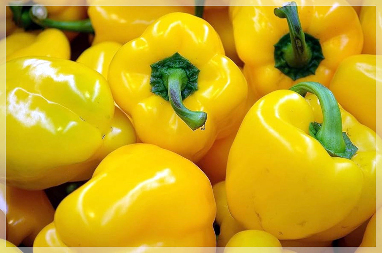 10 Seeds Golden Wonder Yellow California Bell Pepper, Natural, Non GMO