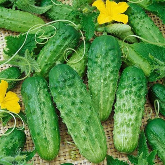 50 Seeds Gherkin Cucumber Seed, Cornichons, Baby Pickles Burr Cucumber, Natural, Non GMO, Heirloom
