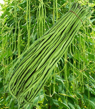 5 Seeds Chao Phraya Green Yard Long Beans, F1, Hybrid, Thai Asparagus Bean, Non GMO