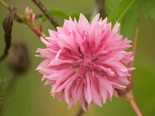 10 Seeds Tall Pink Beauty Bachelor's Button, Cornflower Flower Seeds, Centaurea Cyanus, Heirloom