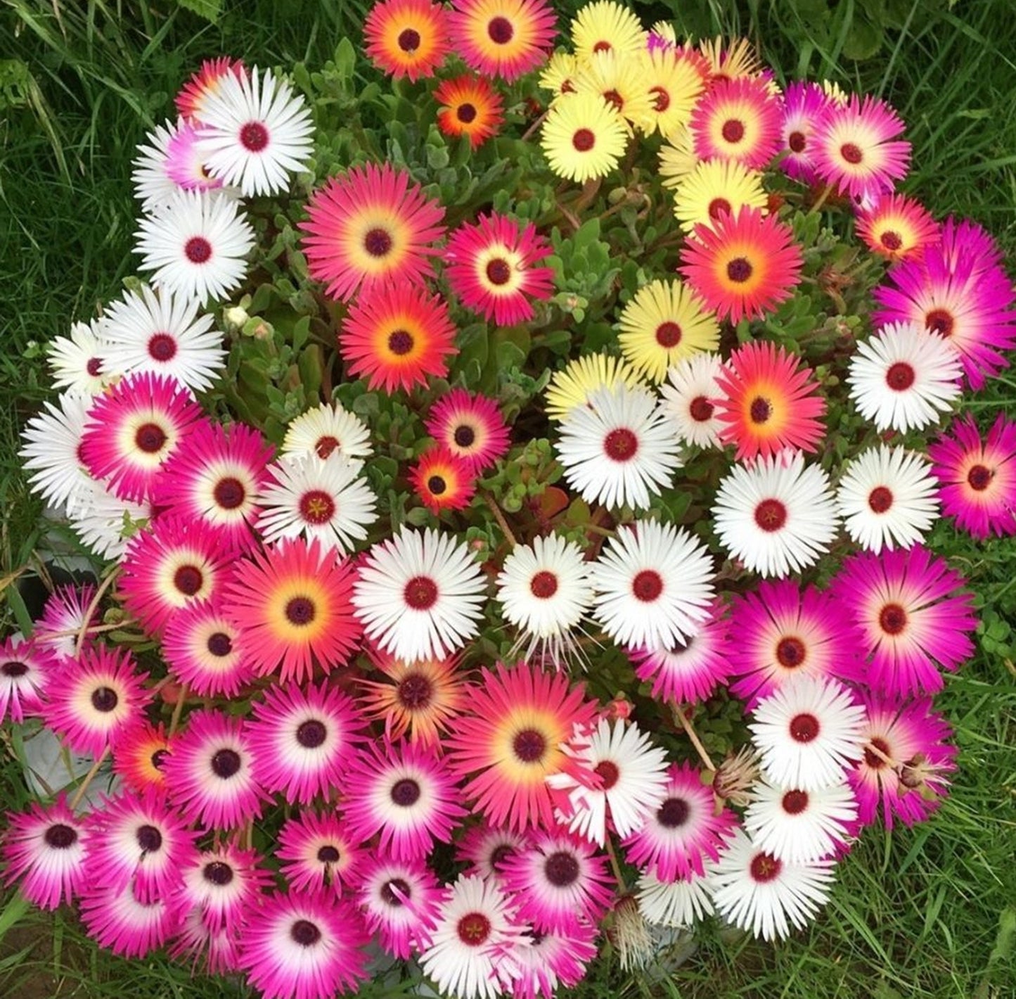 1000 Seeds Baby Sun Rose, Mesembryanthemum Cordifolium, Ice plant Flower
