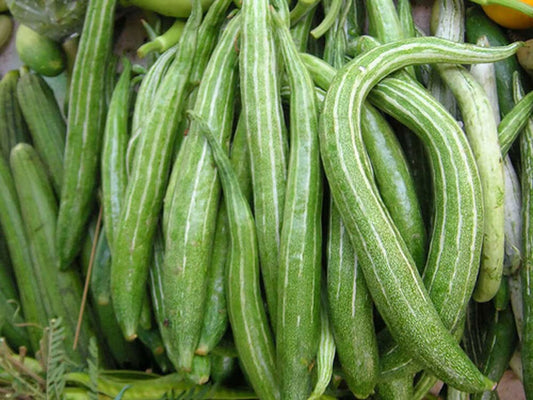5 Seeds Snake Gourd, Striped, Thai Vegetable, Natural, Non GMO