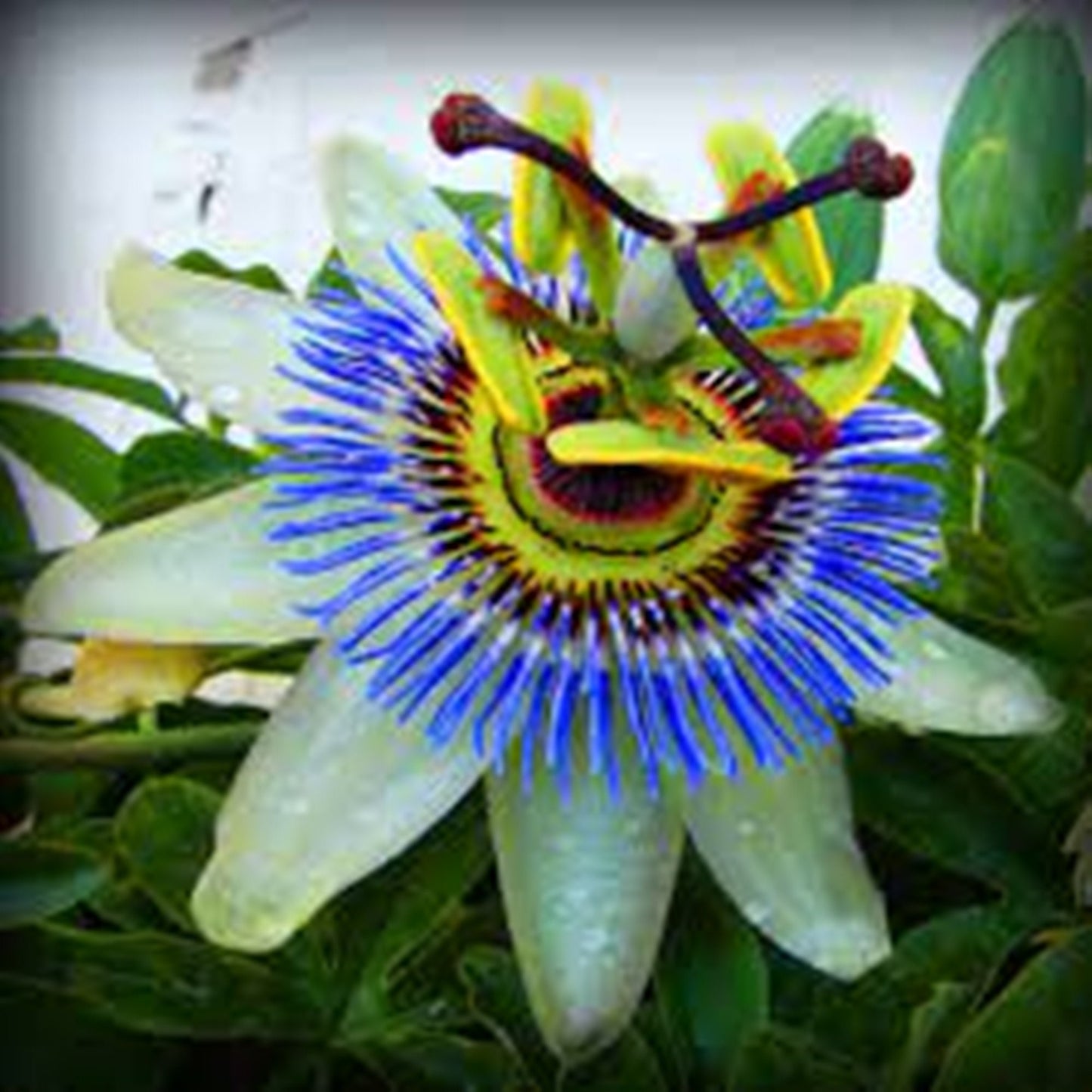 20 Seeds Passionflower Seeds, Passiflora Caerulea Natural, Non GMO, Heirloom