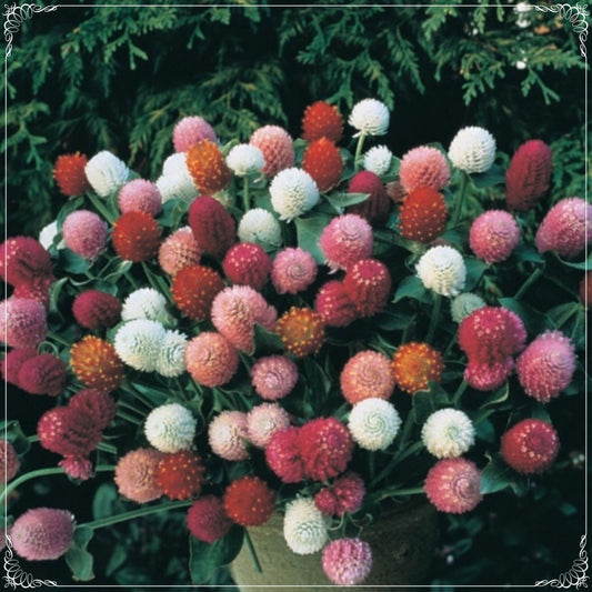 20 Seeds Gomphrena Globosa Mixed Medina Flower Seed, Globe Amaranth, Natural, Non GMO, Heirloom