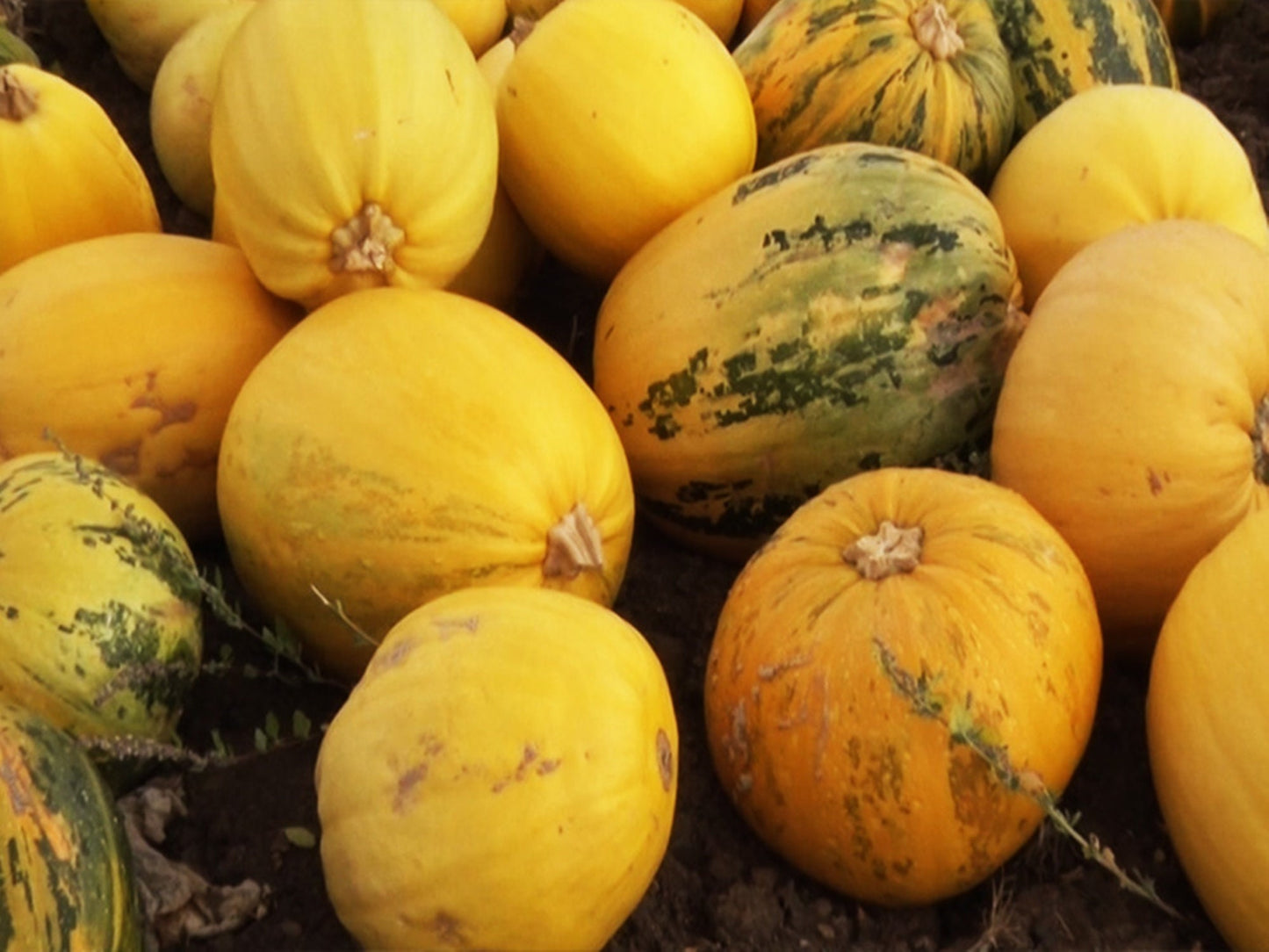 10 Seeds Natural Yellow Large Pumpkin, For Snack Core, Gourd, Squash, Non GMO