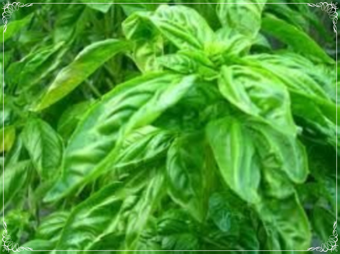 50 Seeds Natural Lime Basil Seed, Big Leaf, Aromatic Herbs, Natural, Non GMO, Heirloom