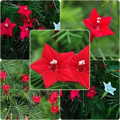 10 Seeds Red Cypress Vine, Ipomoea Quamoclit, Cardinal Climber