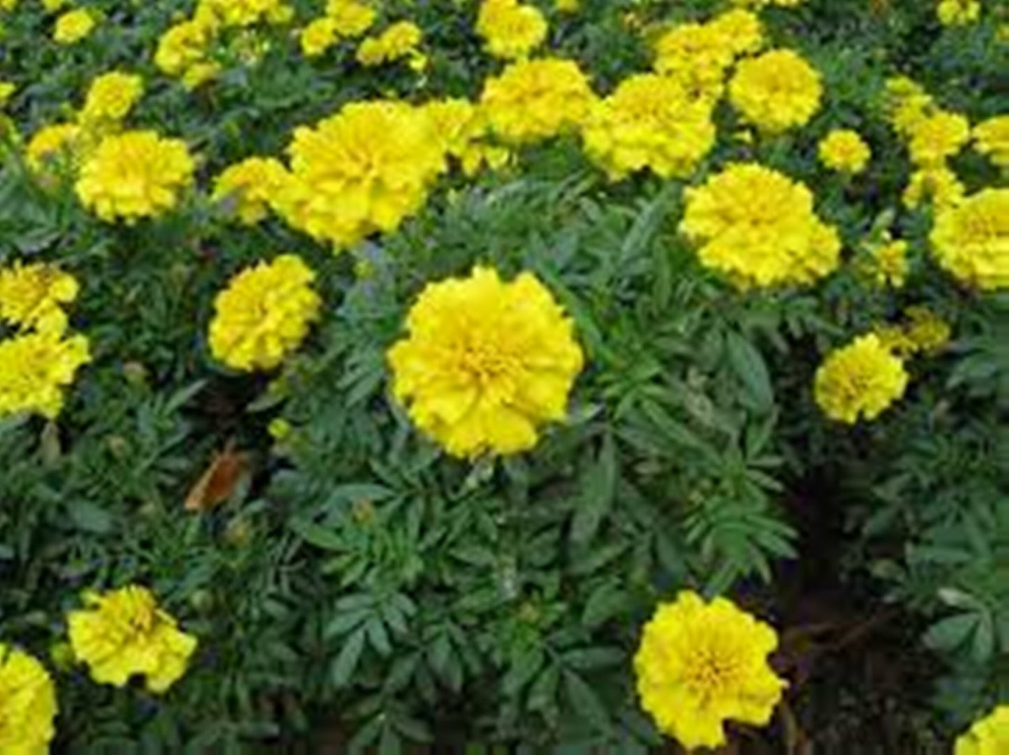 50 Seeds Thai Yellow Marigold Flower Seeds, Yellow Marigold Tagetes Patula Nana