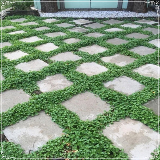 50 Seeds Frost Resistant Dichondra Repens Mouse Ear Seeds, Anagallis Flower Seed, Natural, Non GMO, Heirloom