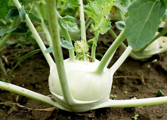 50 Seeds Kohlrabi Early White Vienna, Natural, Non GMO