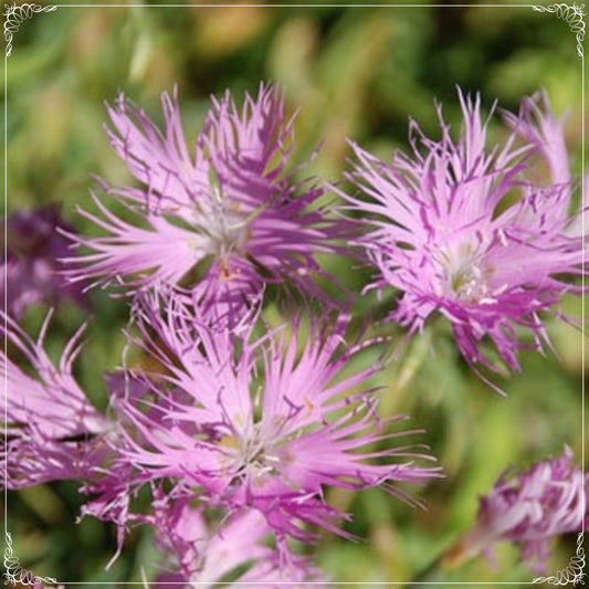 50 Seeds Dianthus Superbus Rose Fragrant Carnation, Dianthus Flower Seeds, Natural, Non GMO, Heirloom