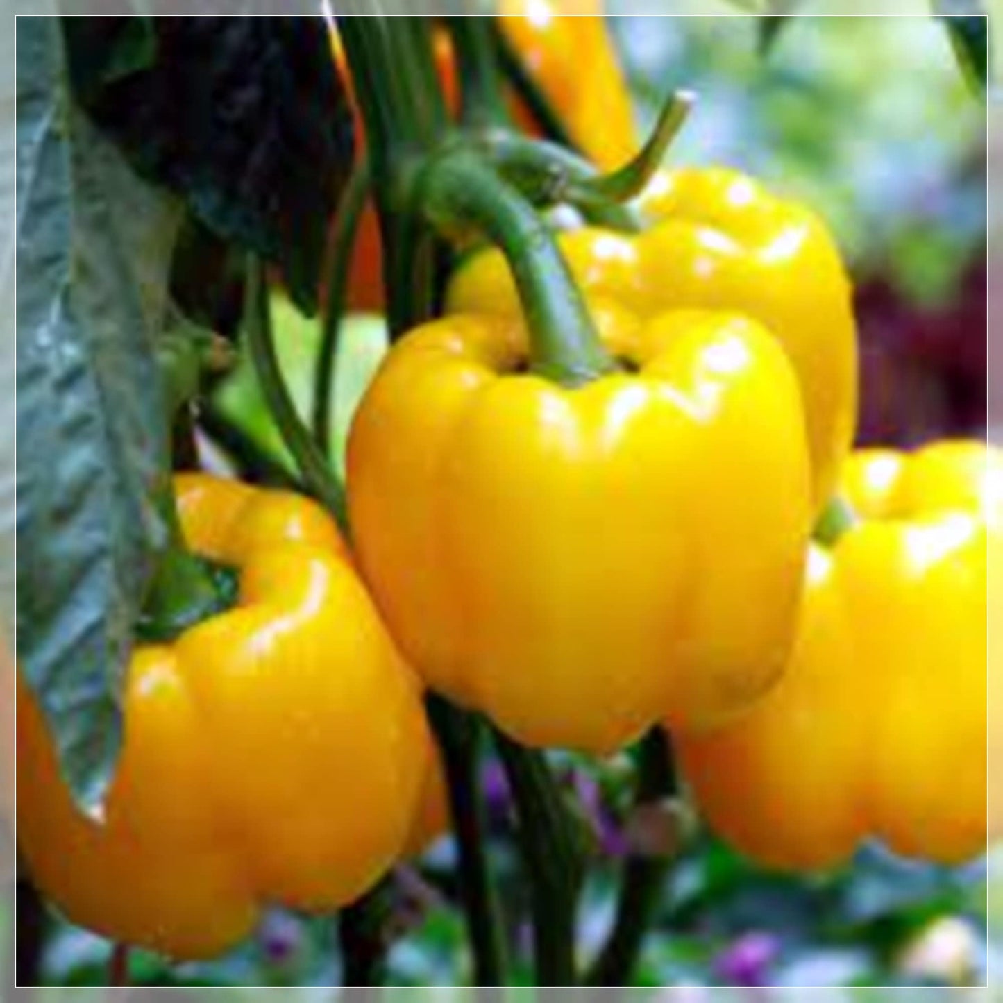 10 Seeds Golden Wonder Yellow California Bell Pepper, Natural, Non GMO