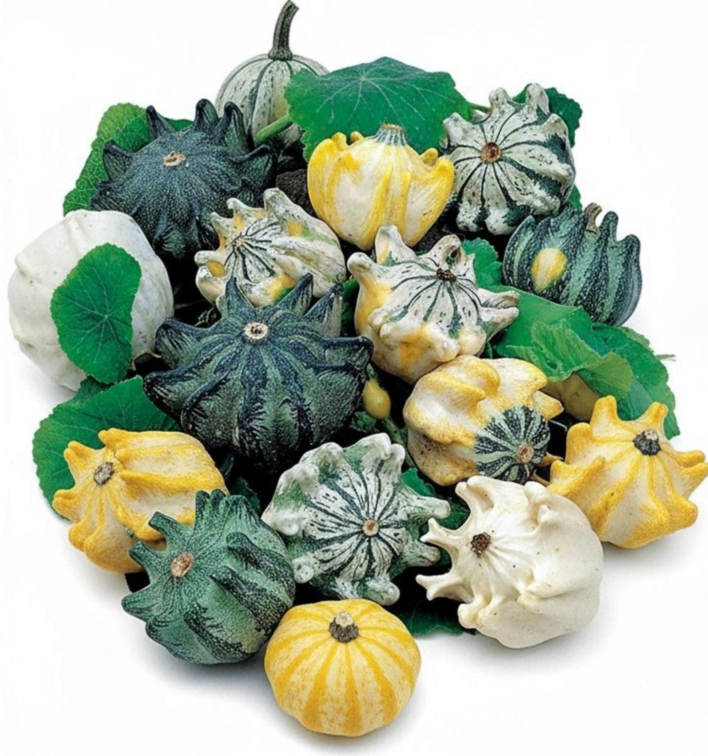 5 Seeds Crown of Thorns Shenot Gourd Seeds, Heirloom Non‑GMO Ornamental Gourds for Decorative Fall Displays and Crafting