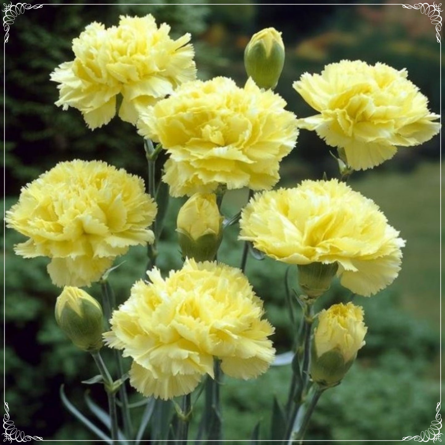 20 Seeds Chabaud Yellow Carnation Flower Seed, Dianthus, Natural, Non GMO, Heirloom