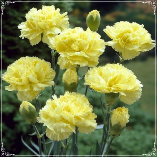 20 Seeds Chabaud Yellow Carnation Flower Seed, Dianthus, Natural, Non GMO, Heirloom