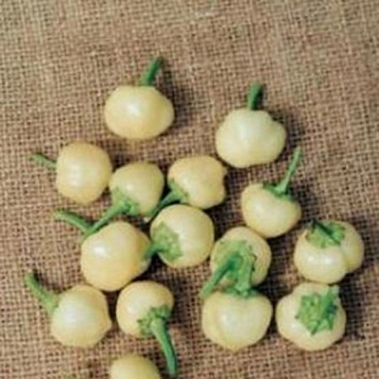 100 Seeds Little Hot Marbles Pepper, Capsicum Annuum, Edible Ornamental Small Round Bitter Peppers, Natural, Non GMO, Heirloom