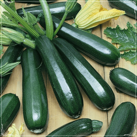 20 Seeds Black Zucchini  Seeds, Summer Squash, Vegetable, Natural, Non GMO, Heirloom