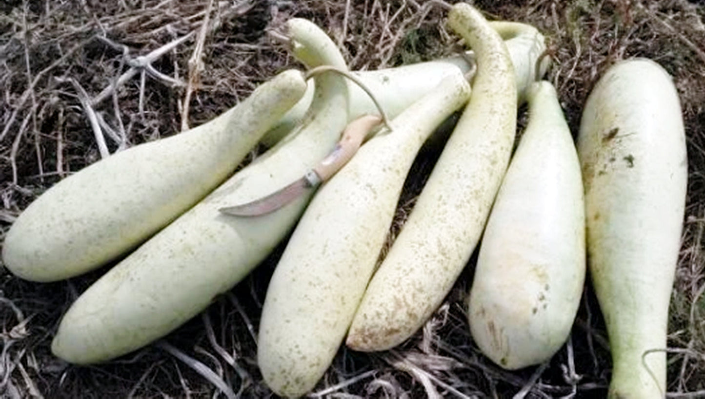5 Seeds Bottle Gourd Lauki Edible Vine Hi Loan Squash, Natural, Non GMO