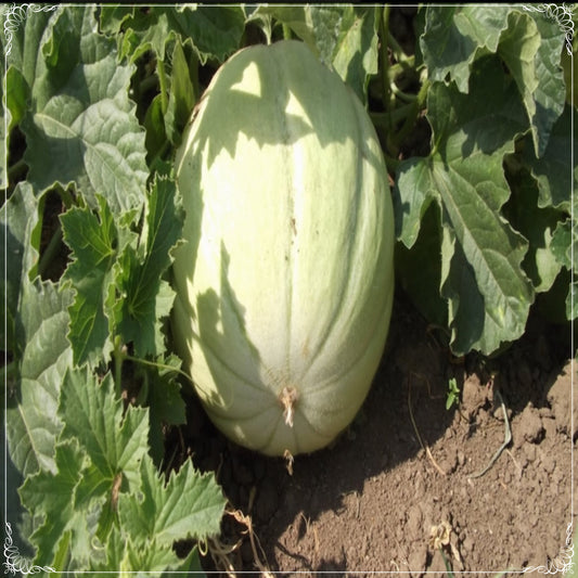 50 Seeds Fragrance Sealed Melon Seed, Honeydew Melon, Natural, Non GMO, Heirloom