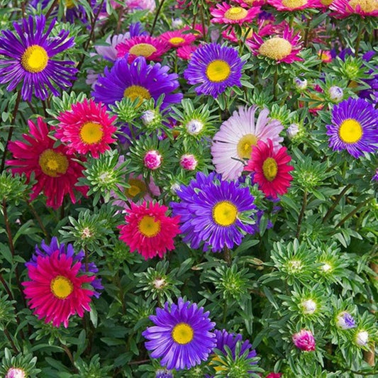 30 Seeds Mixed Chinensis Aster Flower Seeds Asteraceae Daisy, Michaelmas Daisies, Heirloom