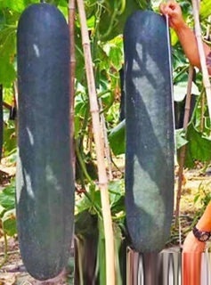 10 Seeds Jumbo Wax Gourd, Thai Squash, Natural, Non GMO