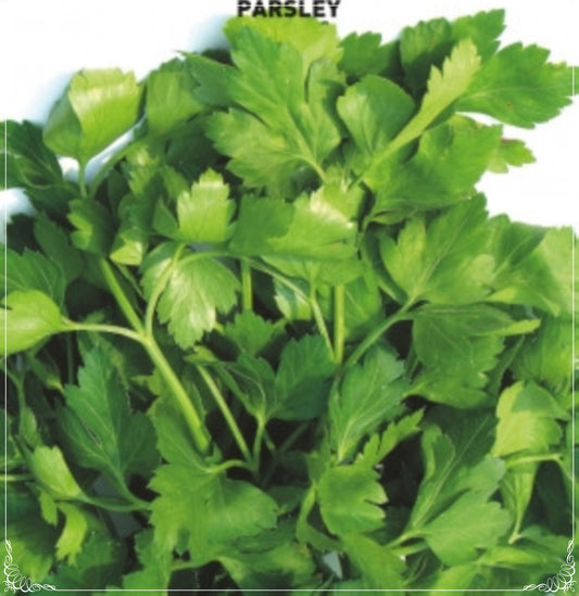1000 Seeds Fine Leaf Parsley Seed, Vegetable Foliage, Natural, Non GMO, Heirloom