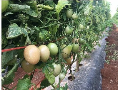 100 Seeds Fragrant Sida Tomato, Thai Local Pink Cherry Tomatoes, Natural, Heirloom