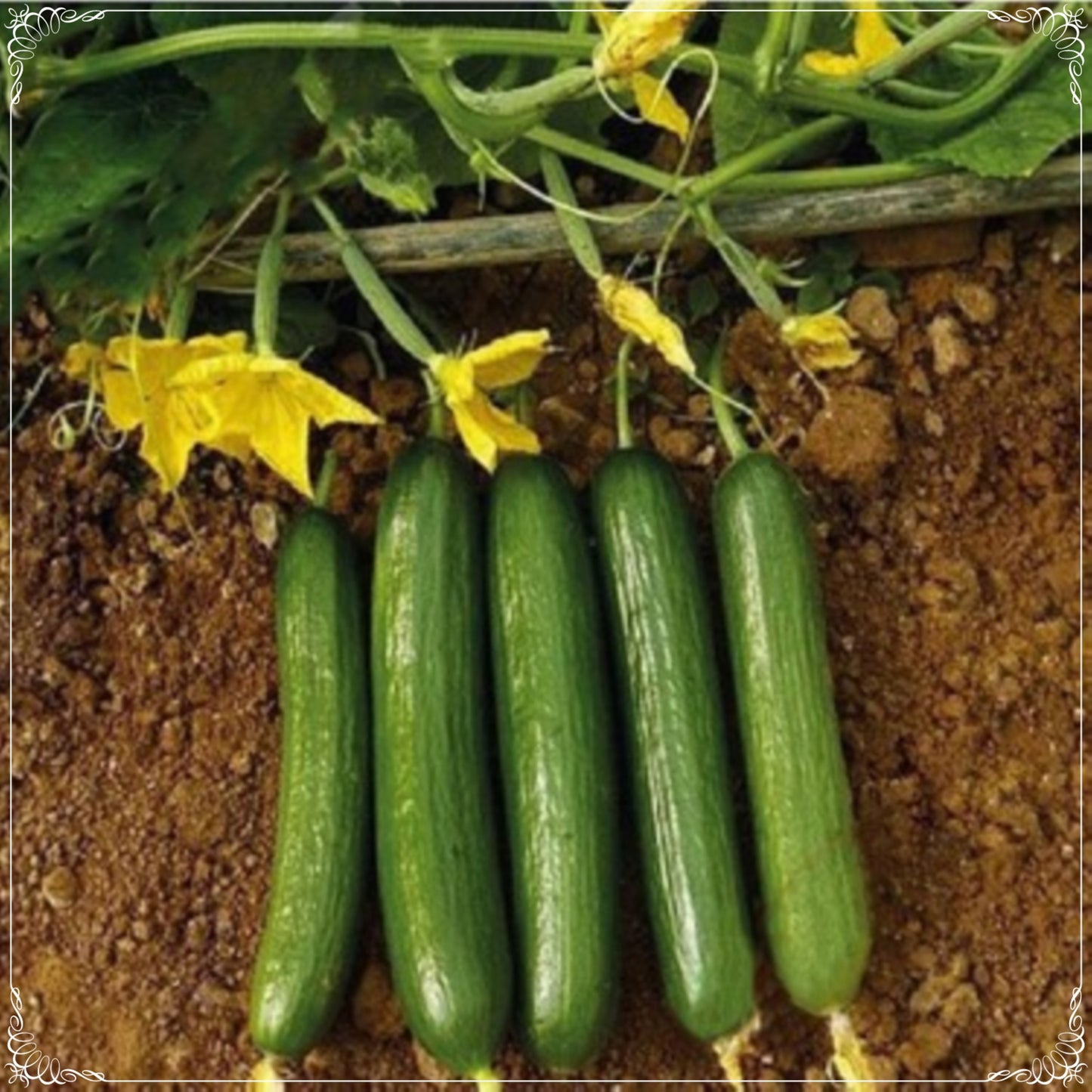 50 Seeds Crispy Delicious Anatolian Cucumber Seeds, Slicing Garden Cucumber, Natural Cerkezkoy, Non GMO, Heirloom