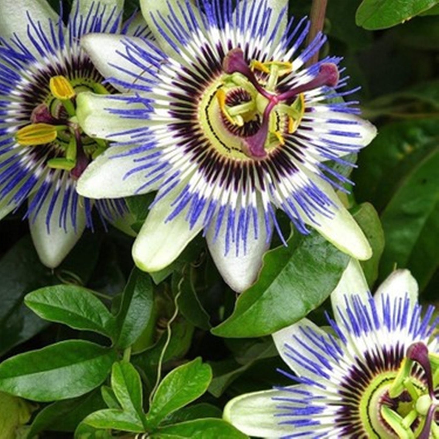 20 Seeds Passionflower Seeds, Passiflora Caerulea Natural, Non GMO, Heirloom