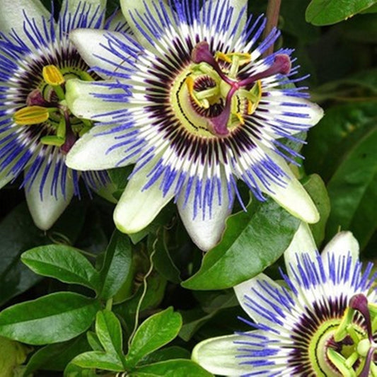 20 Seeds Passionflower Seeds, Passiflora Caerulea Natural, Non GMO, Heirloom