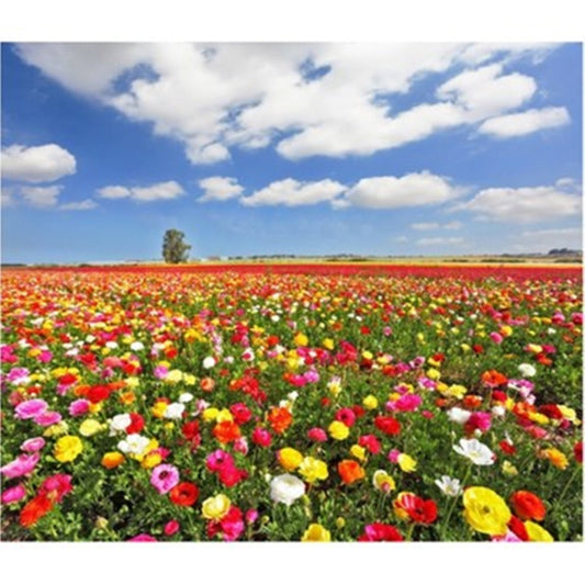 50 Seeds Mixed Shirley Rhoeas Flower Seeds, White Pink Yellow, Heirloom