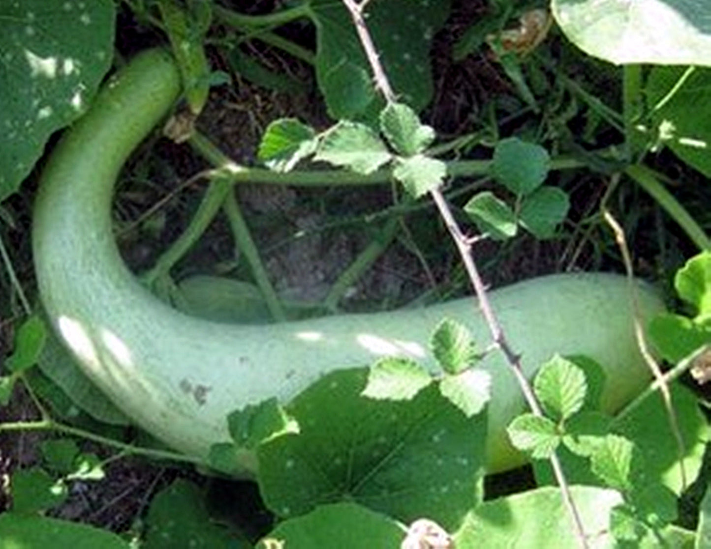 5 Seeds Bottle Gourd Lauki Edible Vine Hi Loan Squash, Natural, Non GMO