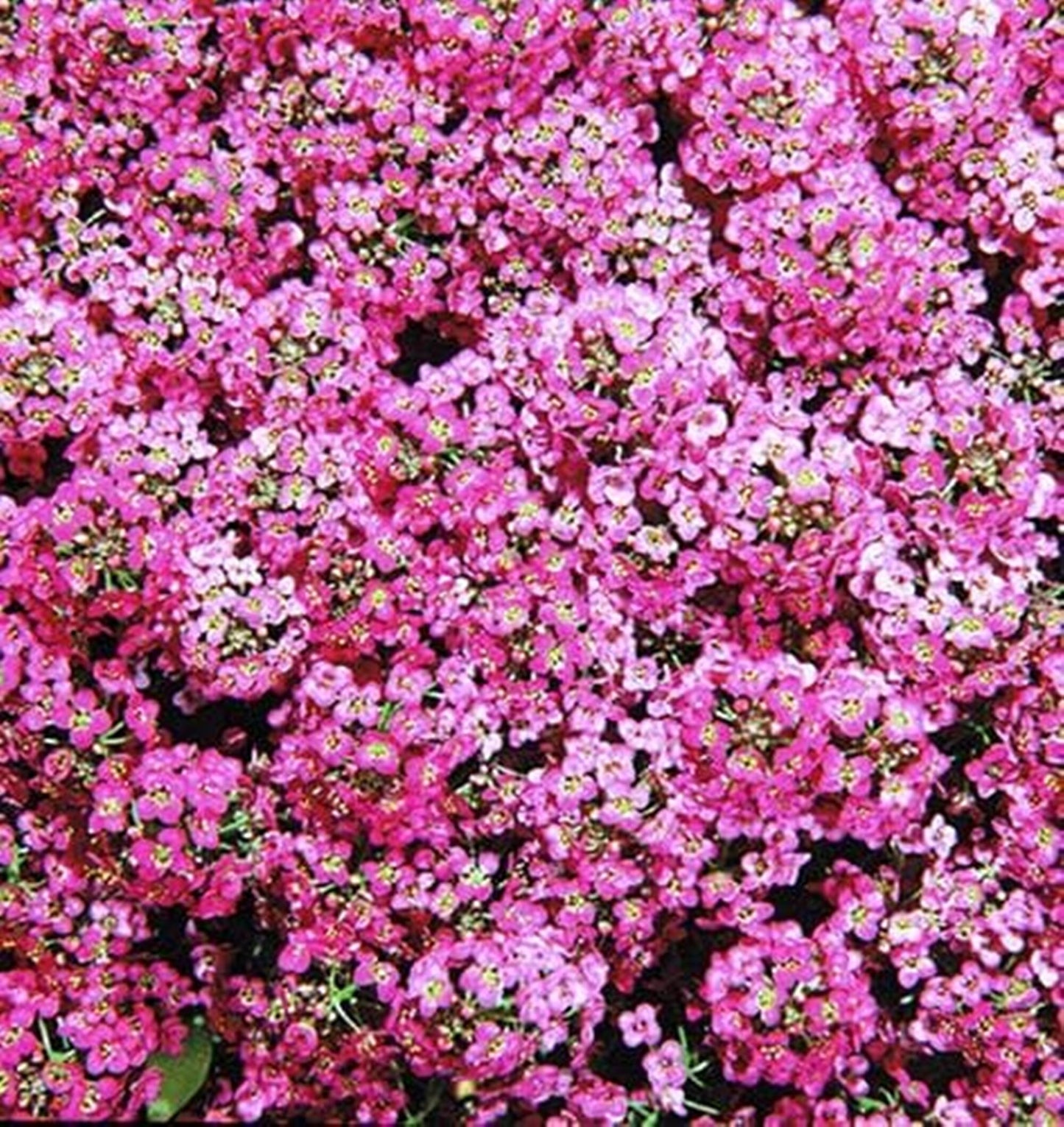 50 Seeds Pink Fragrant Sweet Alyssum, Alison Flower Seed, Royal Carpet, Lobularia Maritima, Natural, Ground Cover