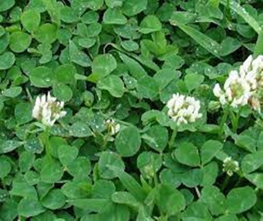 200 Seeds Ground Cover Spreading Clover Seeds, White Trifolium, Natural, Non GMO, Heirloom