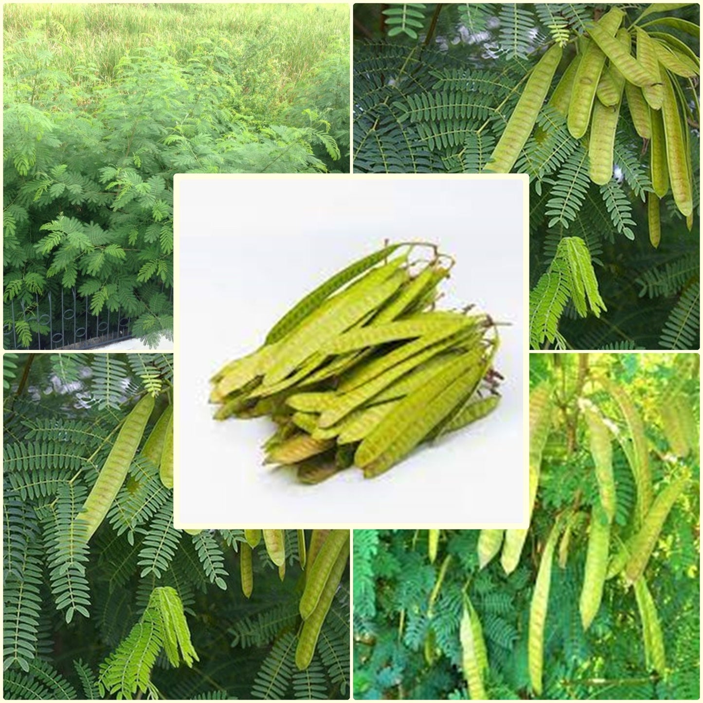 20 Seeds Acacia House Lead Tree, Jumbay, Pearl Wattl, River Tamarind, Thai Plant, Natural, Non GMO