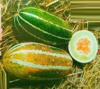 5 Seeds Sweet Thai Musk Melon, Young Thai melon, Silver Pattern, Natural, Non GMO