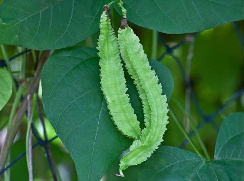 5 Seeds Green Winged Beans, Dragon Bean, Thai Vegetable, Natural, Non GMO
