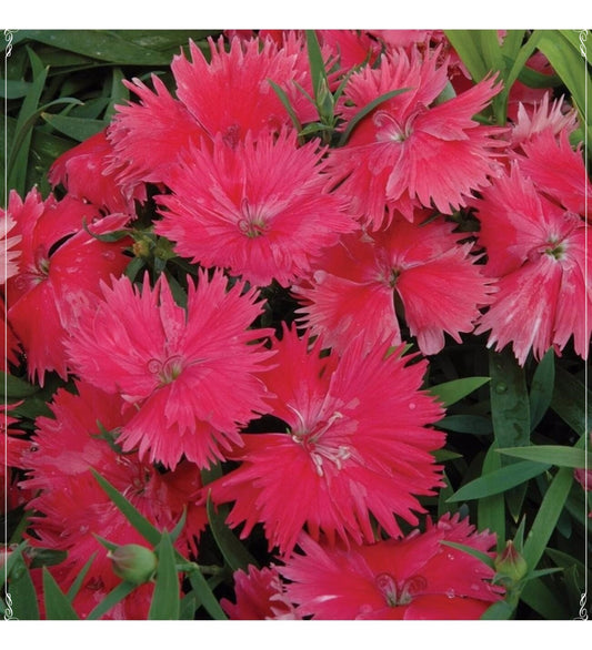 50 Seeds Dianthus Superbus Red Fragrant Carnation Flower Seed, Dianthus, Natural, Non GMO, Heirloom