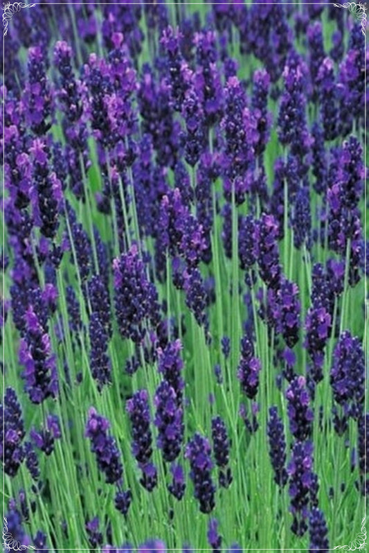 50 Seeds Hidcote Blue English Lavender Seed, Aromatic Flower, Natural, Non GMO, Heirloom