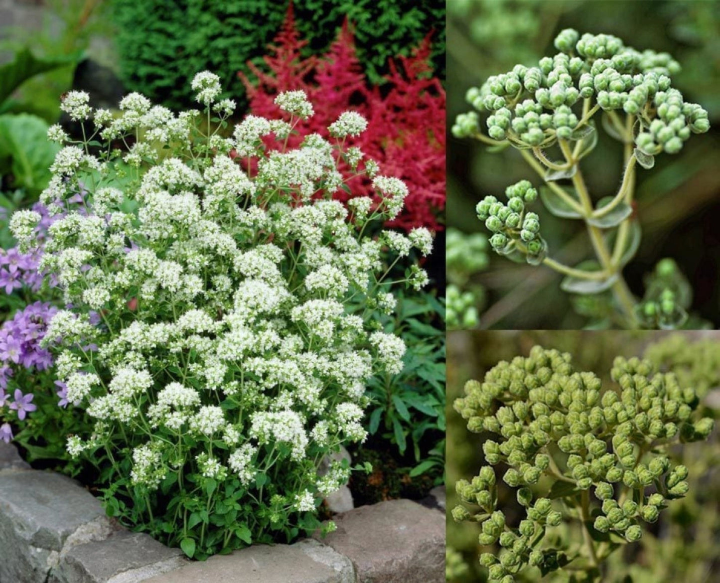 200 Seeds Greek Ball Thyme Seed, Origanum Onites, Greek Oregano, Aromatic Herbs, Natural, Heirloom