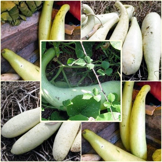 5 Seeds Bottle Gourd Lauki Edible Vine Hi Loan Squash, Natural, Non GMO