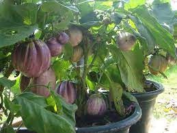 20 Seeds Brittle Purple Dish Eggplant, Thai Vegetable, Natural, Non GMO