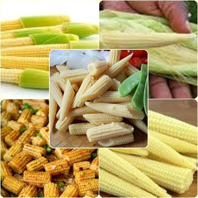 10 Seeds Baby Corn Seeds, F1 Thai Candle Young Corn, Non Gmo